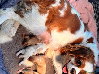 Mixed Breed dogs 2x Cavapoo puppies - Advert 1