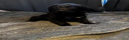 Bordoodle dogs for sale: 💜 Beautiful Bordoodle Puppies 💜 - Advert 3
