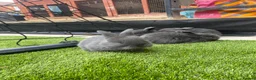 Mini Lop rabbits for sale: Beautiful baby mini lop bunnies 😍 - Advert 8
