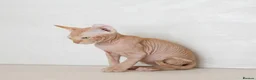 Sphynx cats for sale: Rare tabby champion Sphynx kittens  - Advert 6
