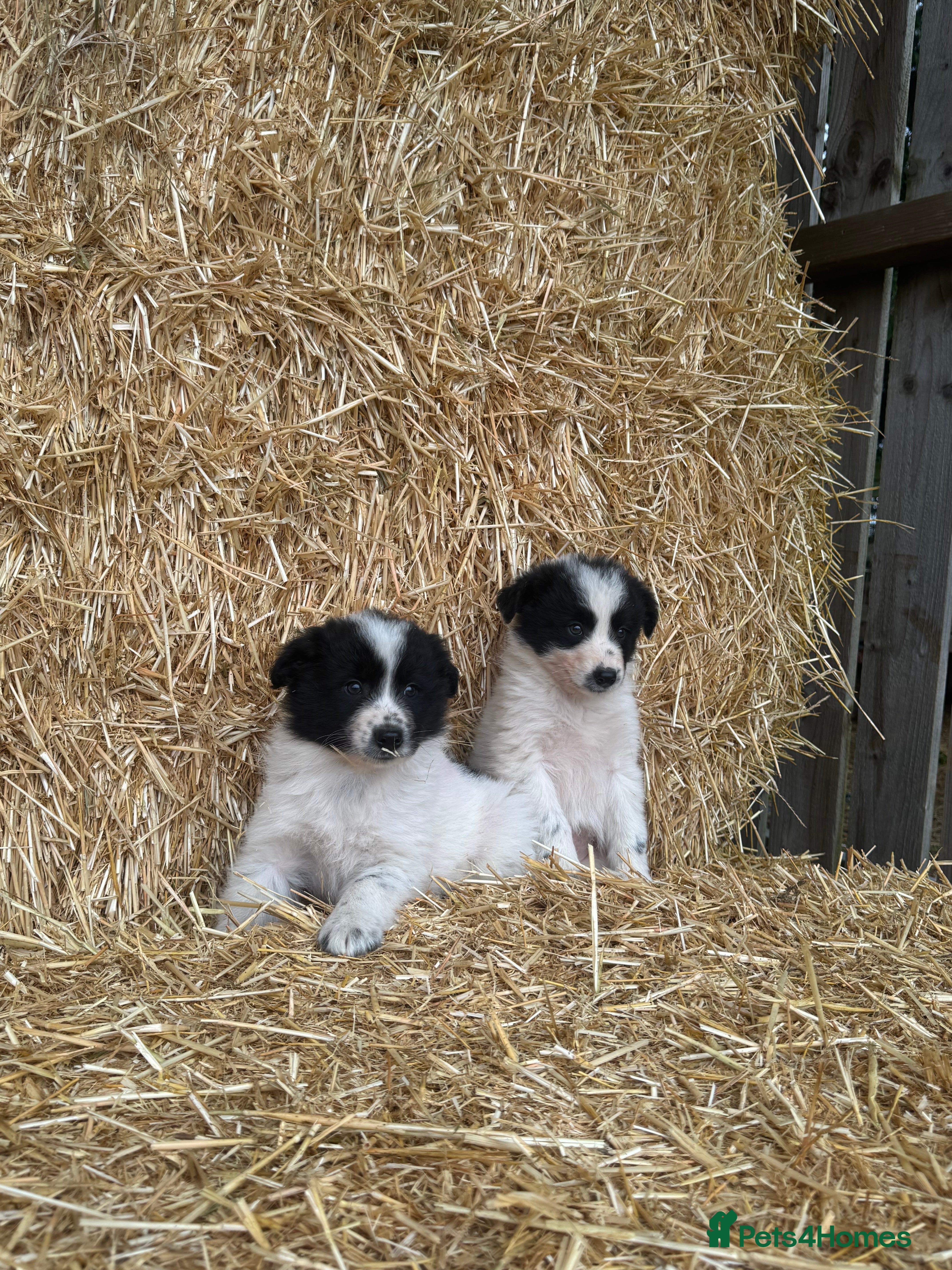 Border Collie dogs 2 Males LEFT! Very fluffy cute Border Collie Pups  - Advert 1