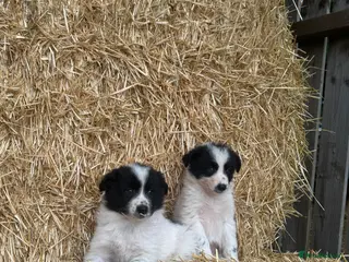 Border Collie dogs 2 Males LEFT! Very fluffy cute Border Collie Pups - Advert 1