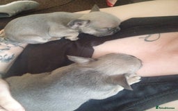 French Bulldog dogs for sale: Frenchie puppies - Image 4