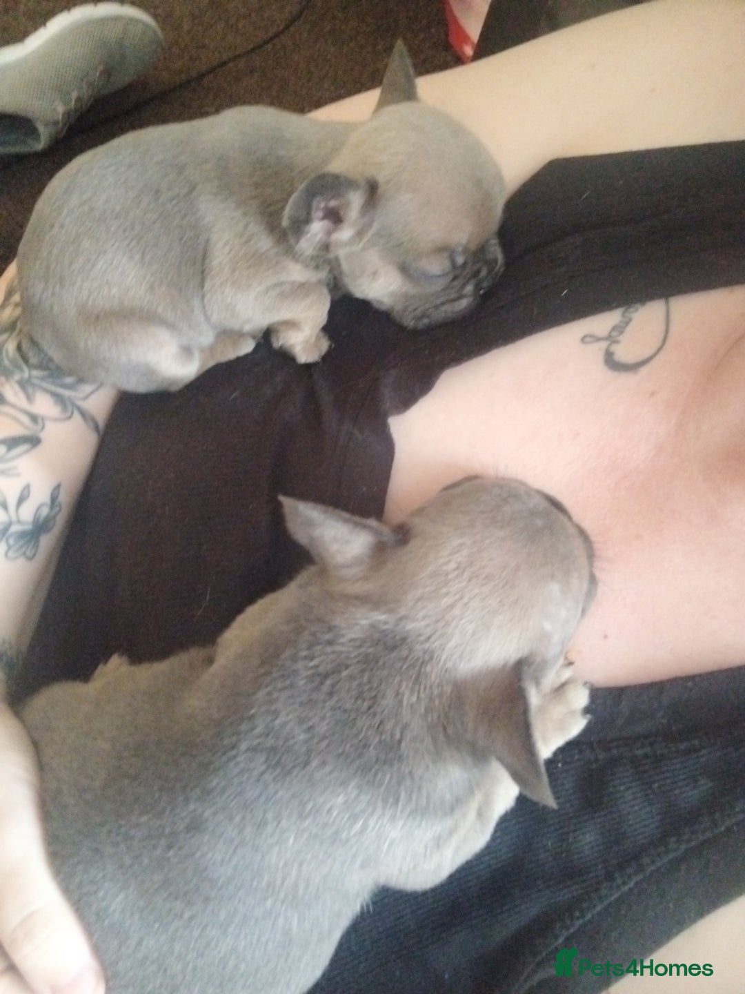 French Bulldog dogs for sale: Frenchie puppies - Image 4