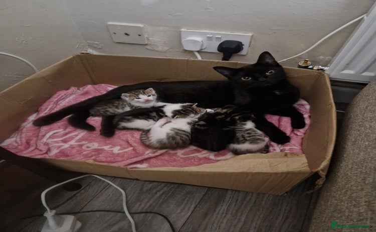 Mixed Breed cats 4 beautiful kittens available Saturday 22nd - Advert 1