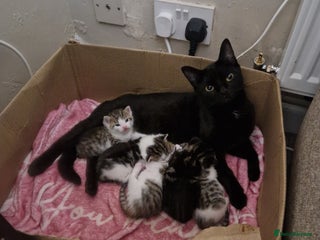 Mixed Breed cats for sale: 4 beautiful kittens available Saturday 22nd - Advert 1