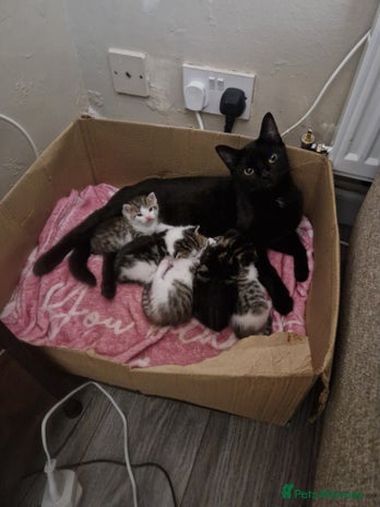 Mixed Breed cats 4 beautiful kittens available Saturday 22nd - Advert 1