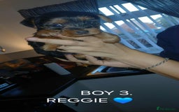 Yorkshire Terrier dogs for sale: Yorkshire terriers  - Image 3
