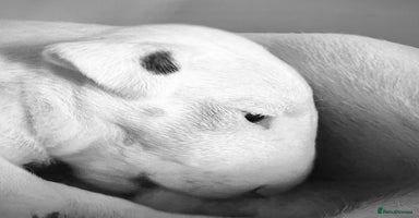 English Bull Terrier dogs - Advert 5
