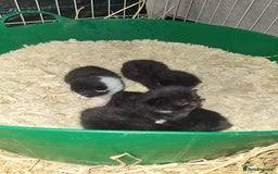 Mixed Breed cats for sale: Black and white farm bred kittens  - Image 12