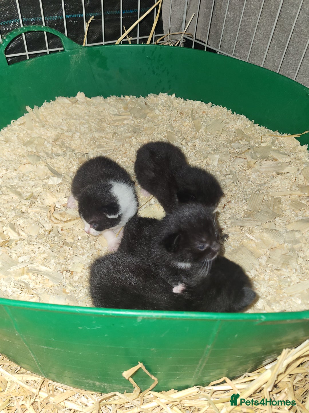 Mixed Breed cats for sale: Black and white farm bred kittens  - Image 12
