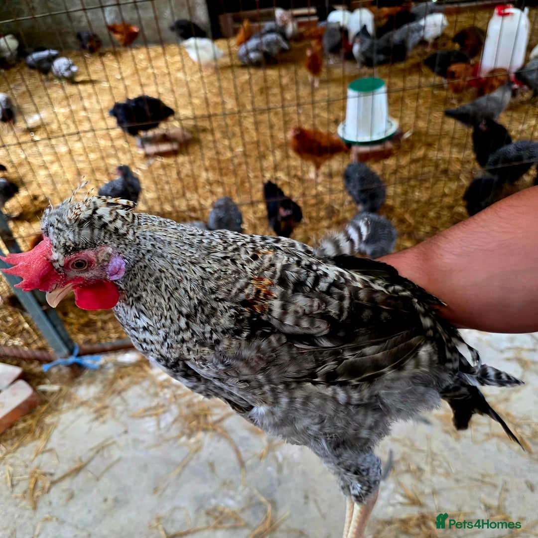 Chickens poultry for sale: White Orpington, Speckled Marans, Cream Legbars X - Image 7