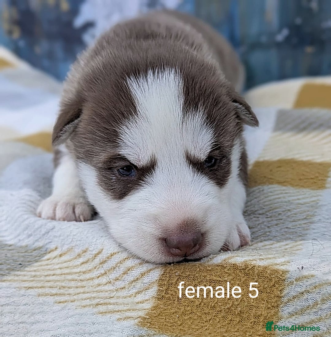 Siberian Husky dogs for sale: Beautiful Siberian Huskies-all with blue eyes - Advert 7