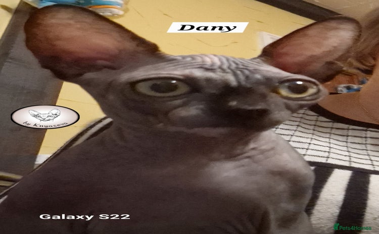 Sphynx cats - Advert 6