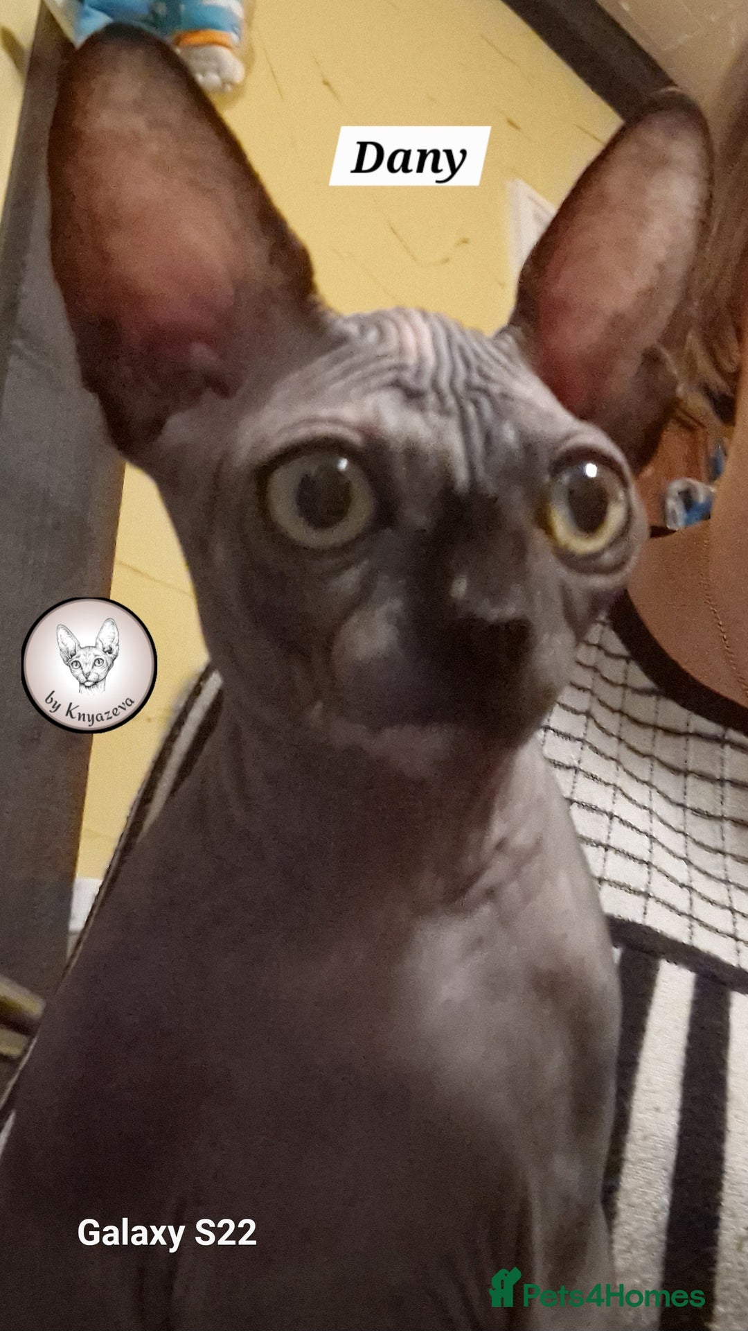 Sphynx cats for sale: Canadian Sphynx female ready for new home 😸 - Image 1