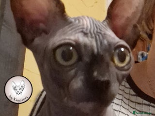 Sphynx cats - Advert 5