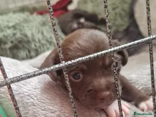 Jack Chi dogs JACK CHI PUPPIES - Advert 12