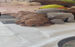 Cockapoo dogs for sale: Red fox mini Cockapoo puppies in Alfreton - Image 1
