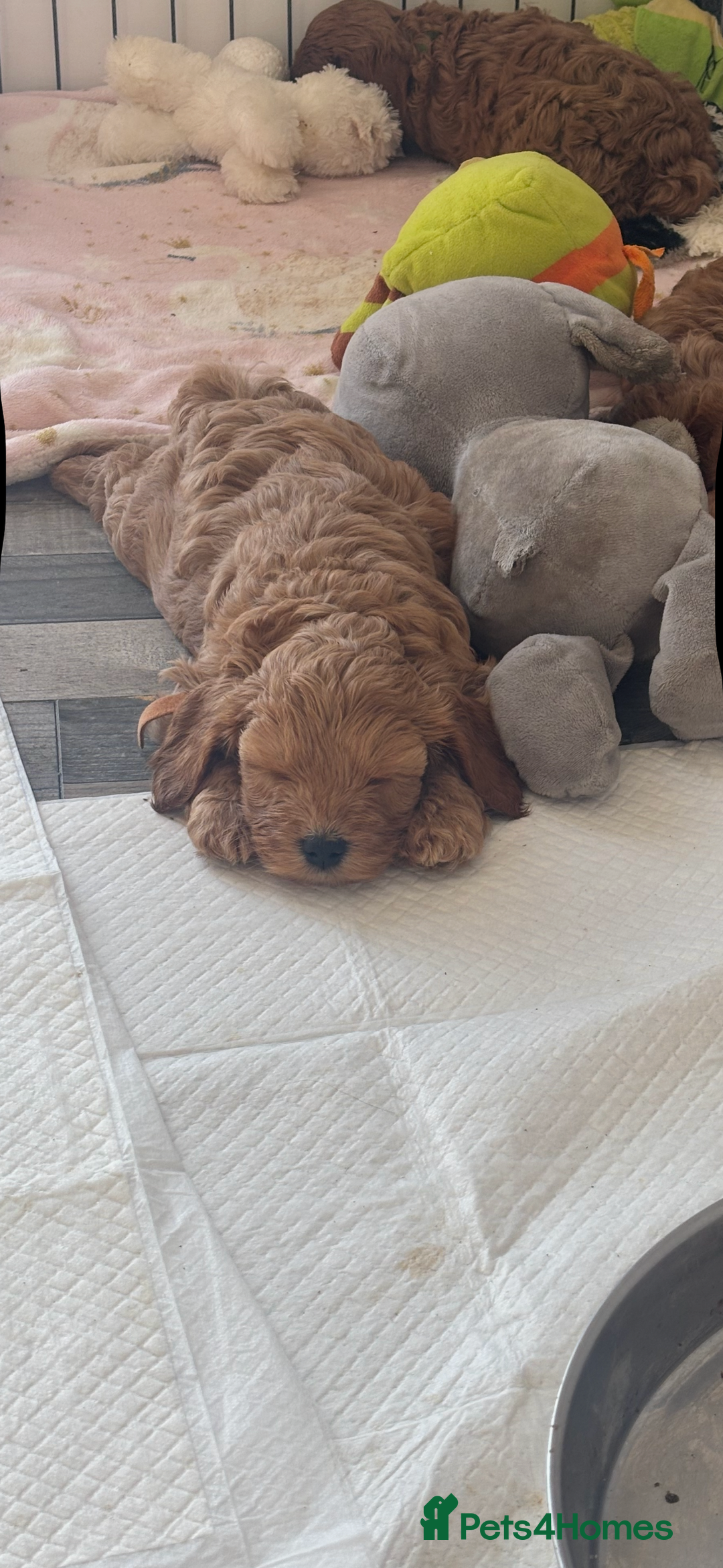 Cockapoo dogs for sale: Red fox mini Cockapoo puppies in Alfreton - Image 1