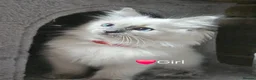 Ragdoll cats for stud: HANDSOME BOY-BLUE MITTED GCCF /TICA  AVALIABLE  - Advert 5