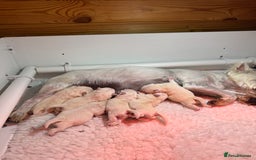 West Highland Terrier dogs for sale: Mr P Bradford  - Image 3