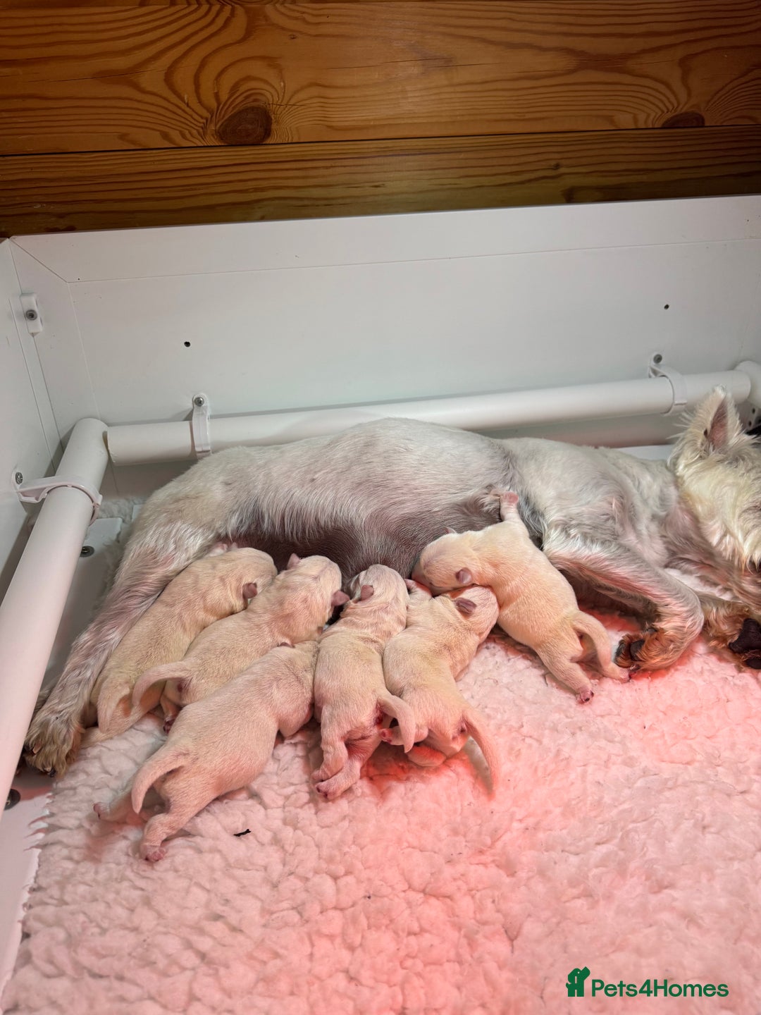 West Highland Terrier dogs for sale: Mr P Bradford  - Image 3