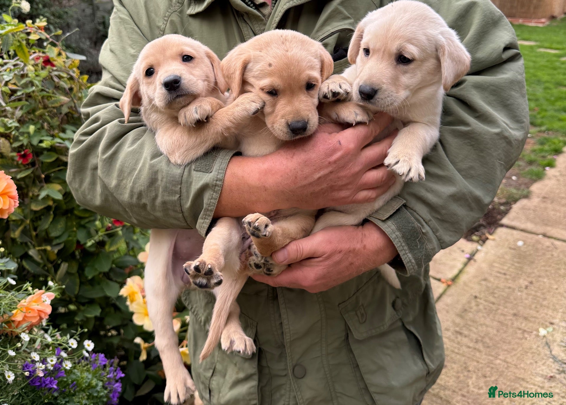 Labrador Retriever dogs for sale: Gorgeous litter of working labradors - Advert 1