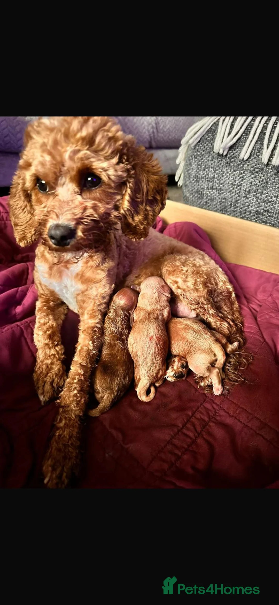 Cavapoo dogs for sale: 2 Toy cavapoos, parents extensively health tested  - Advert 3