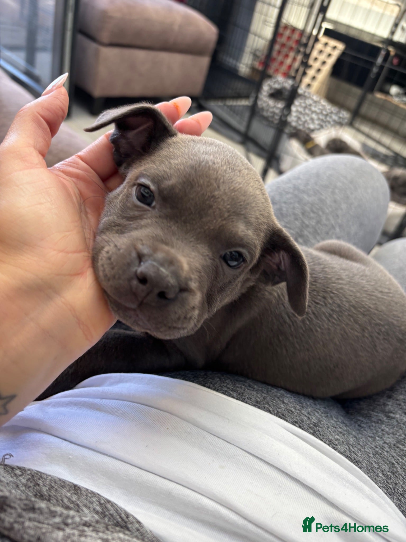 Staffordshire Bull Terrier dogs *Avail 15th July* Blue Staff Bull Terrier Puppies  - Advert 2