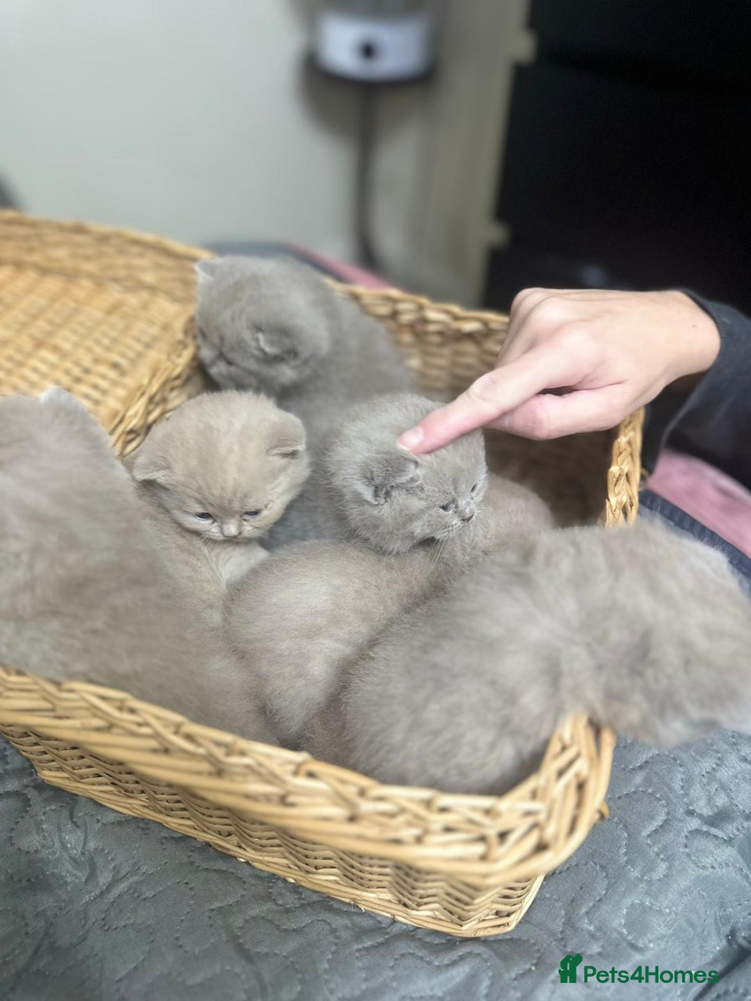 British Shorthair cats for sale: British shortHair - Advert 4
