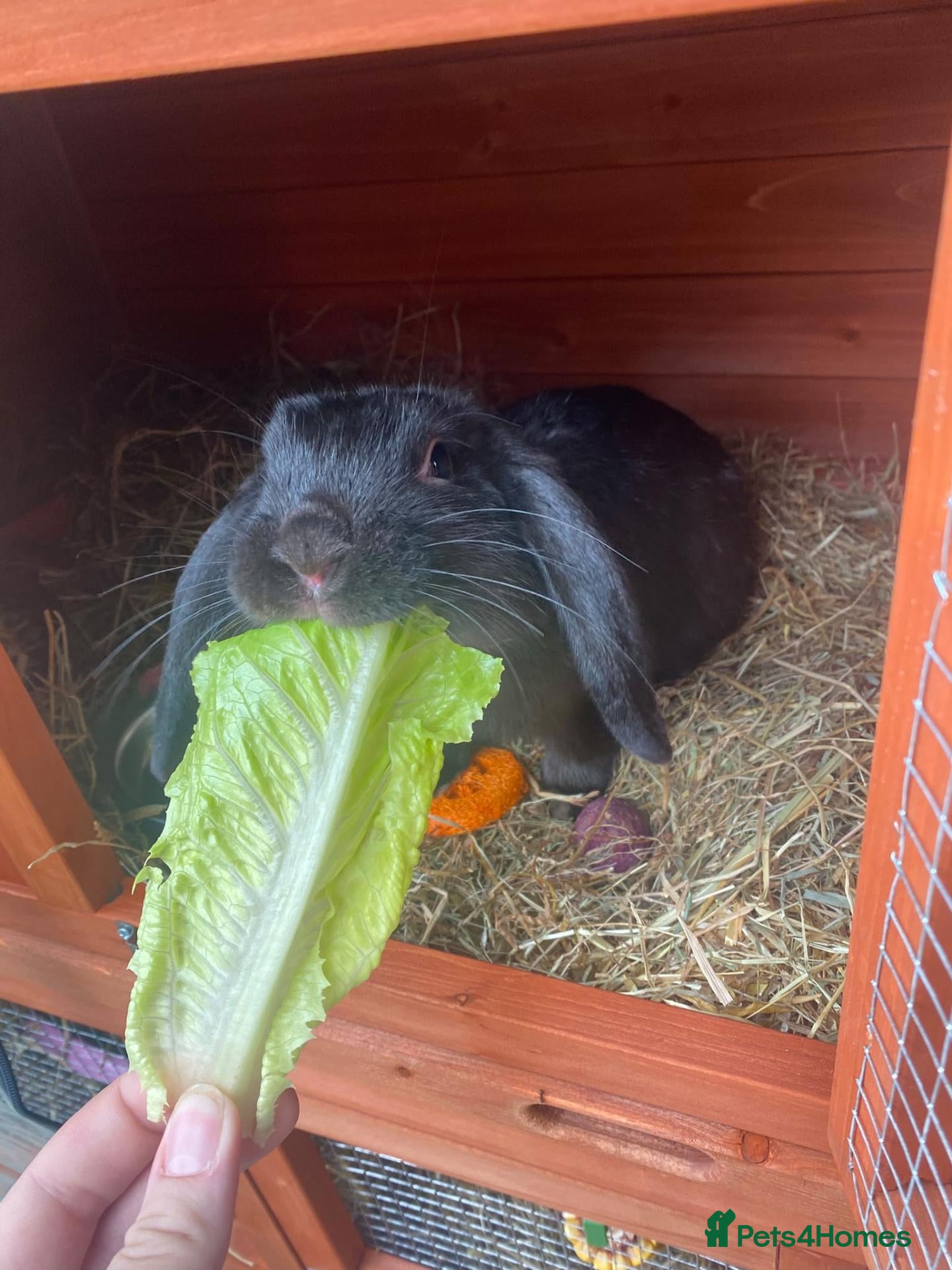 Mini Lop rabbits Rabbit, hutch and cover - Advert 1