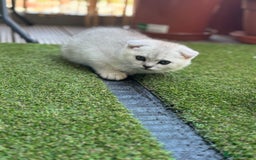 Scottish Fold cats for sale: 🐱 One boy left 🐱 Open for offers ❤️ - Image 14