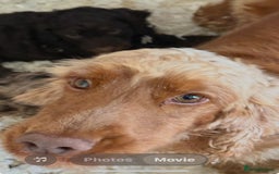 Cocker Spaniel dogs for sale: KC Show Cocker spaniels health tested parents  - Image 8