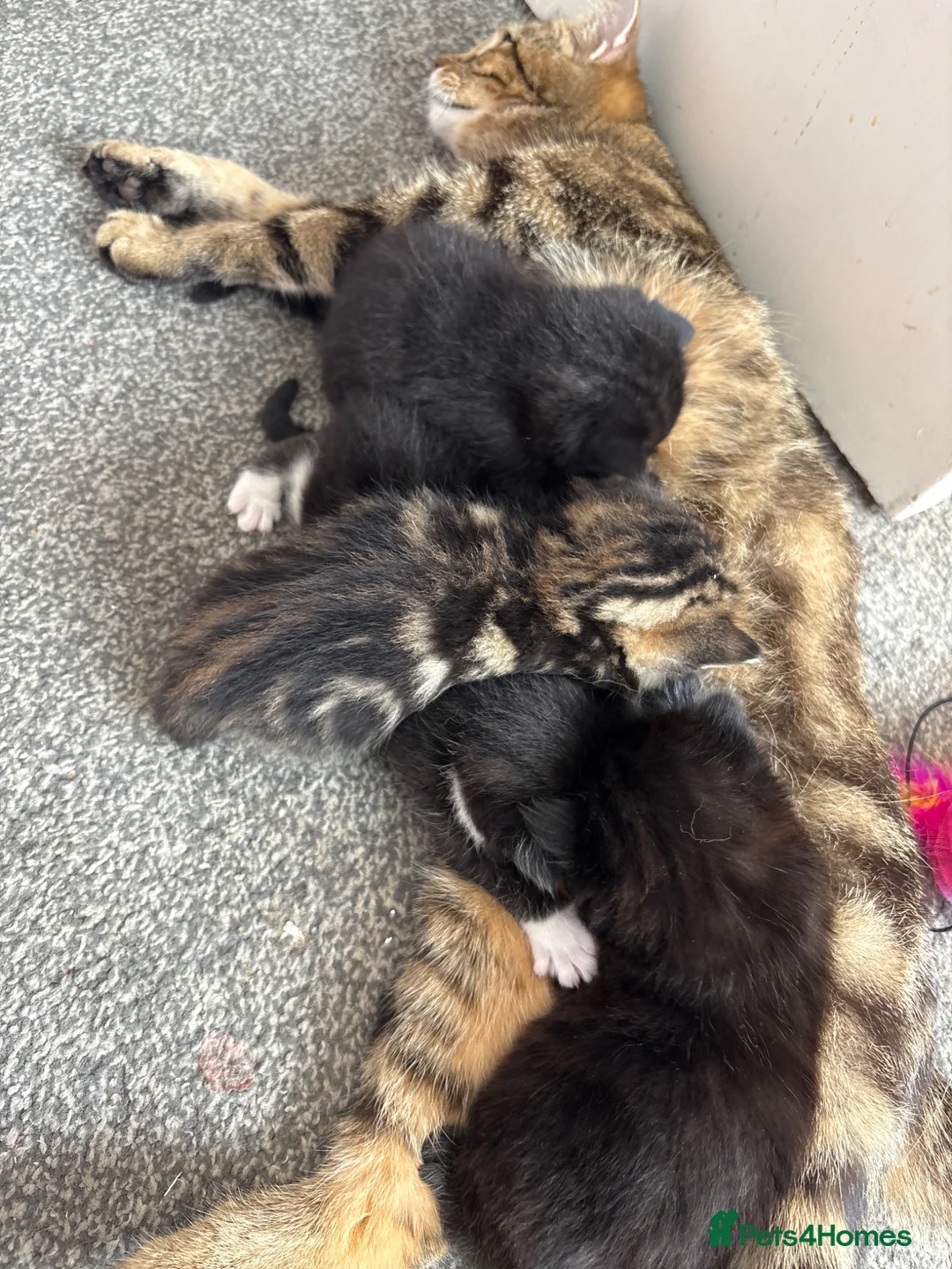 Mixed Breed cats for sale: Beautiful kitten litter  - Advert 1