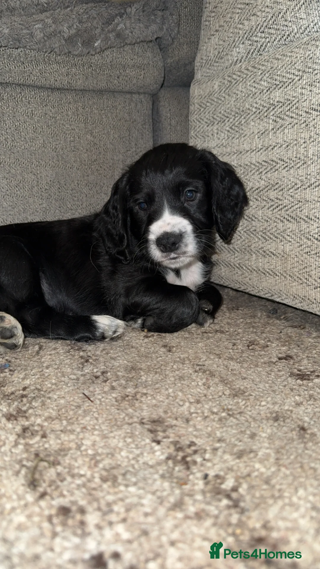 Cocker Spaniel dogs for sale: Kc working cocker puppy’s  - Advert 2
