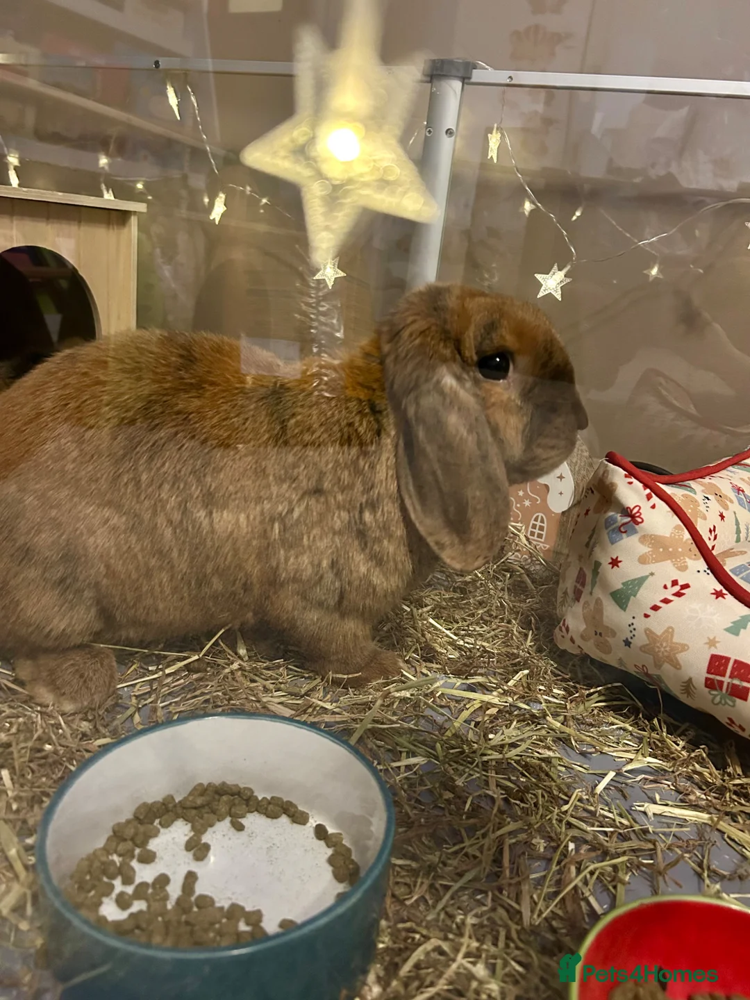 Mixed Breed rabbits for sale: Adorable pair of friendly Lop rabbits 🐰 - Advert 2