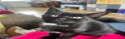 Mixed Breed cats for sale: Two males looking for homes  in Dundee - Advert 4