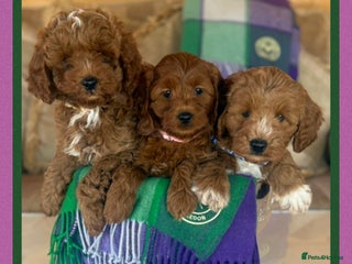 Cavapoo dogs Extensively Health Tested F1b Cavapoo Puppies - Advert 2