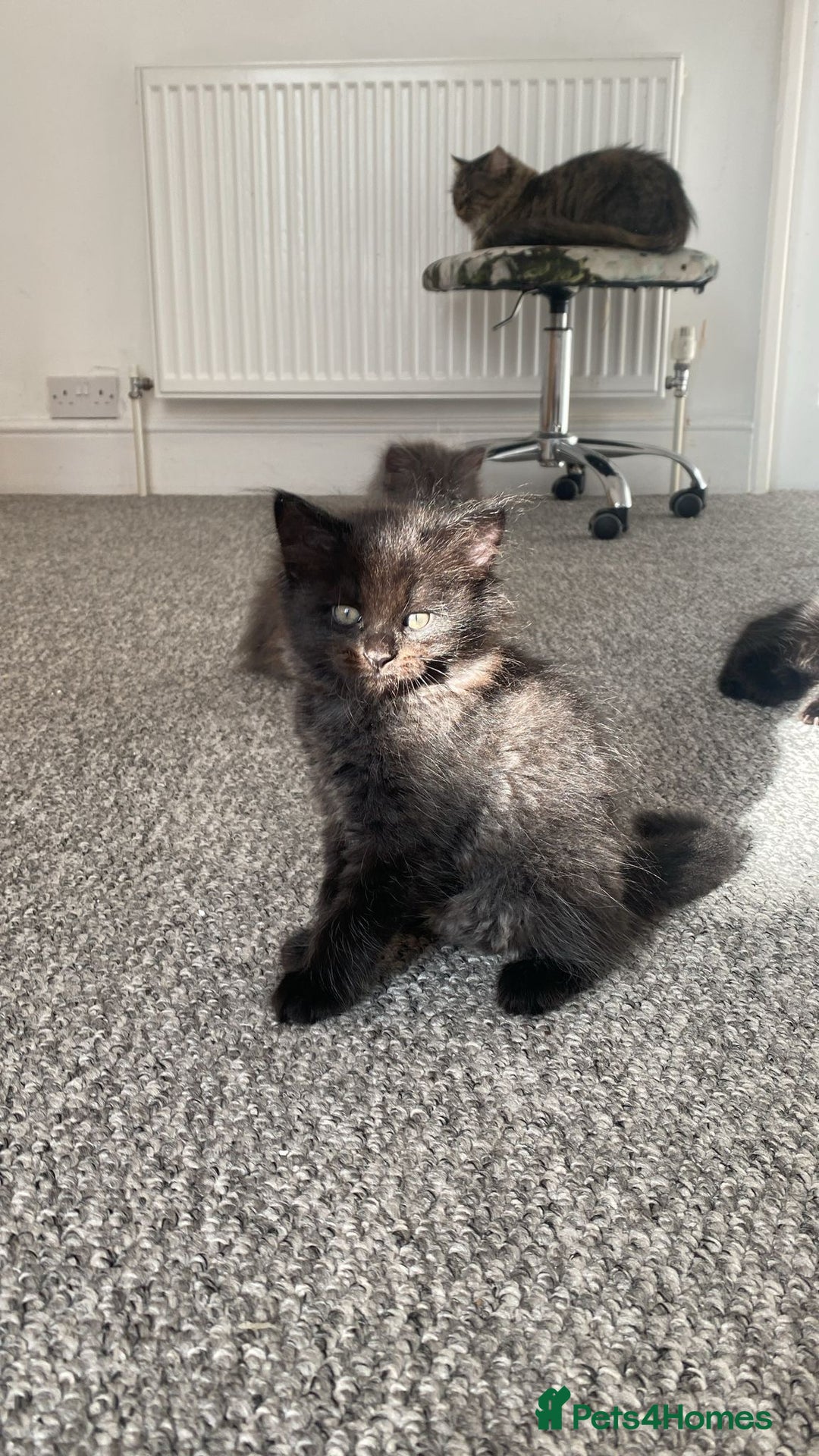 Mixed Breed cats for sale: 2 female kittens for sale! - Image 2
