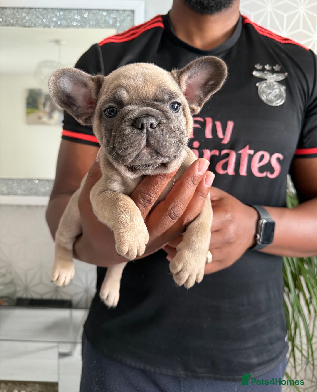 French Bulldog dogs for sale: 4 stunning Pure breed Blue Fawn French Bulldogs 🐶 - Image 8