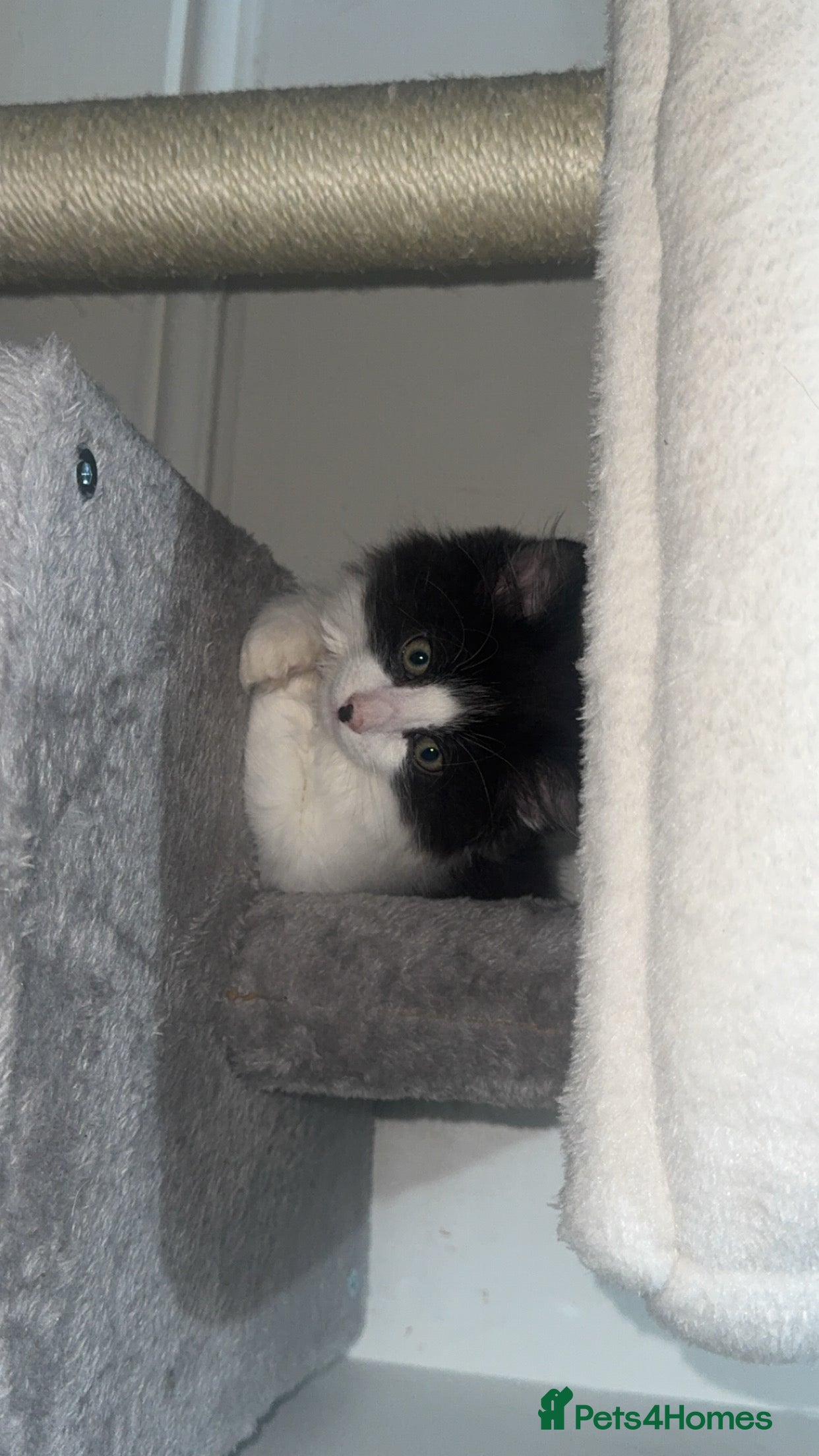 Domestic Shorthair cats for sale: 2 boys and 2 girl kittens - Advert 7