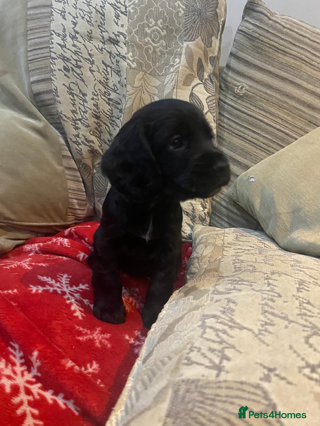 Cocker Spaniel dogs for sale: 9 beautiful full cocker spaniel pups - Advert 7