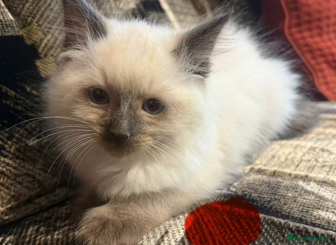 Ragdoll cats for sale: Impressive Beautiful Ragdoll Kittens Available - Advert 4