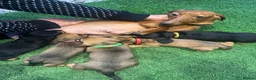 Miniature Dachshund dogs for sale: Beautiful Dachshund Puppies - Advert 12