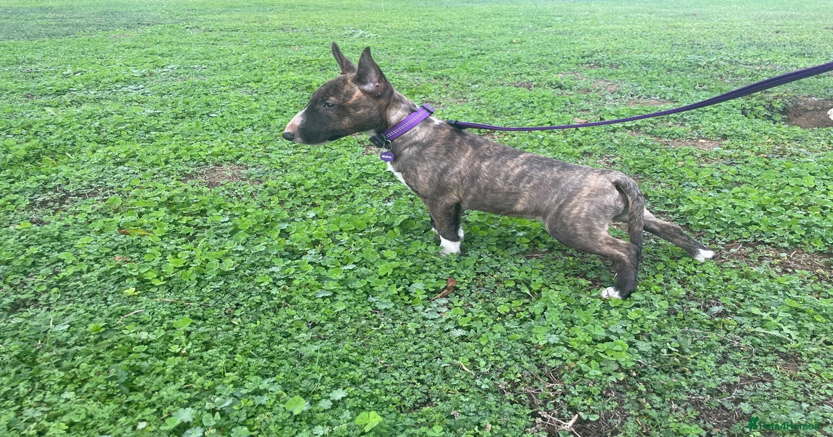 Miniature Bull terrier Puppies for sale in Gosport, Hampshire | Pets4Homes