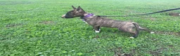 Miniature Bull terrier dogs for sale: English bull terrier (miniature)  - Advert 1