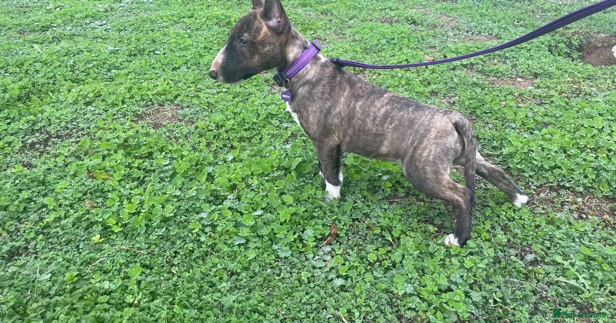 Mini Lullsr Miniature Bull terrier Puppies for sale in Gosport, Hampshire | Pets4Homes