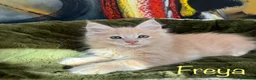 Maine Coon cats for sale: Beautiful Maine Coon Kittens-Ready Soon - Advert 8