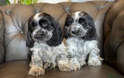 Cocker Spaniel dogs for sale: Cocker Spaniel puppies (IKC registered) - Image 3