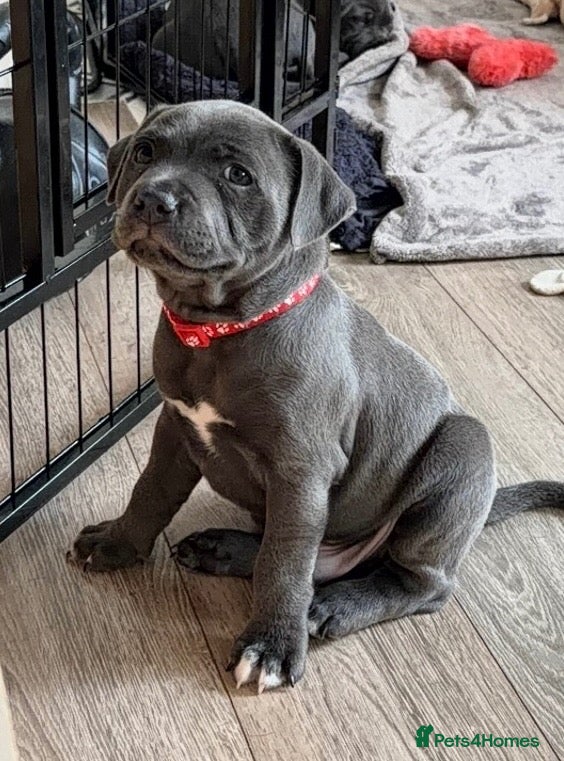 Staffordshire Bull Terrier dogs Blue Male Staffordshire Bull Terrier - Advert 14